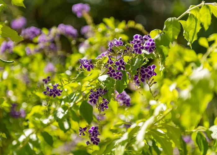 Raffael ヴィッラシミーウス