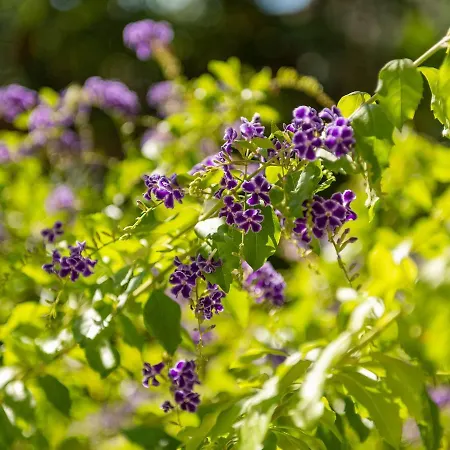 Raffael ヴィッラシミーウス